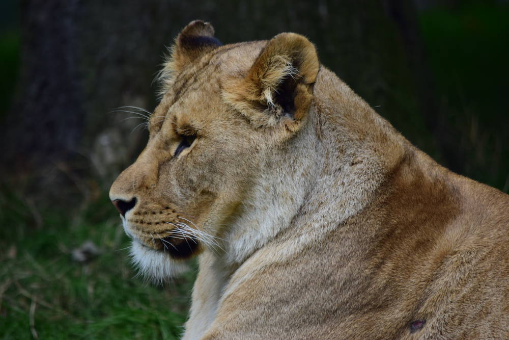 Knowsley Lioness