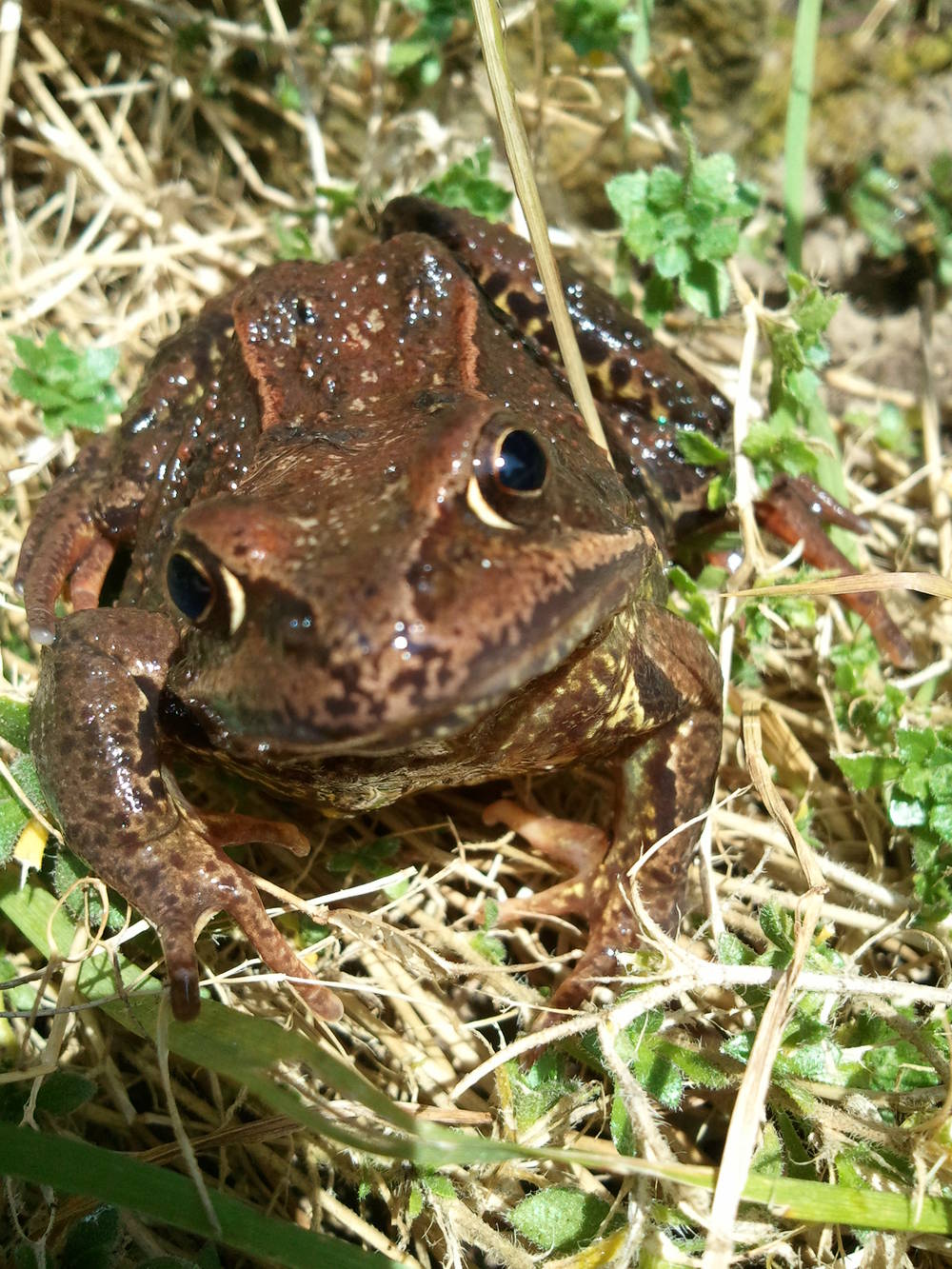 Frog Three