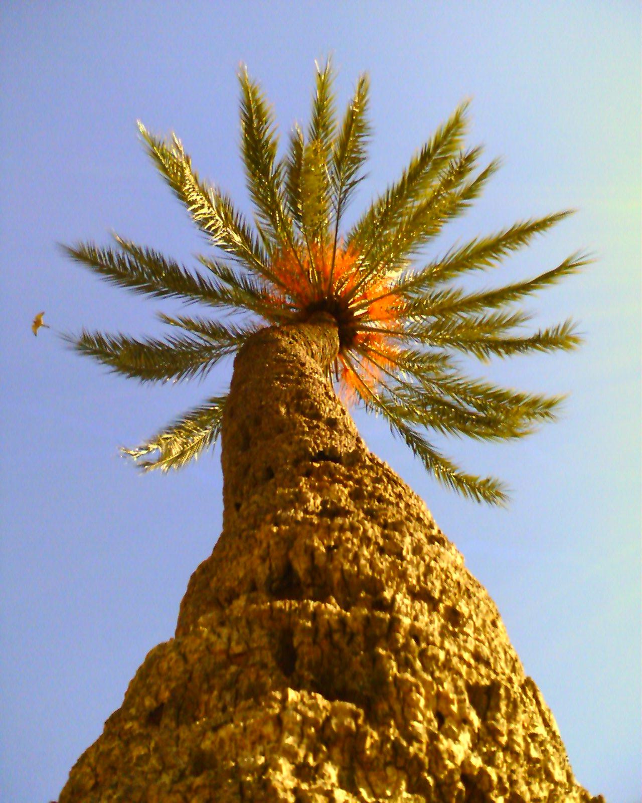 Palm Plot