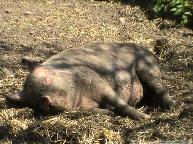 Like a Pig in Bugsworth