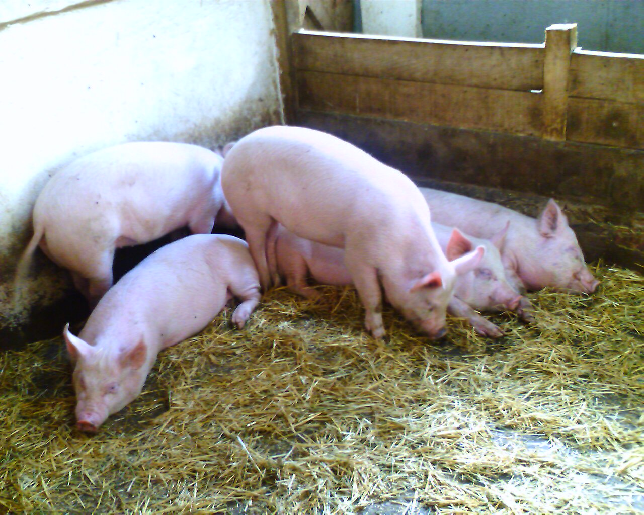 Tatton Pigs