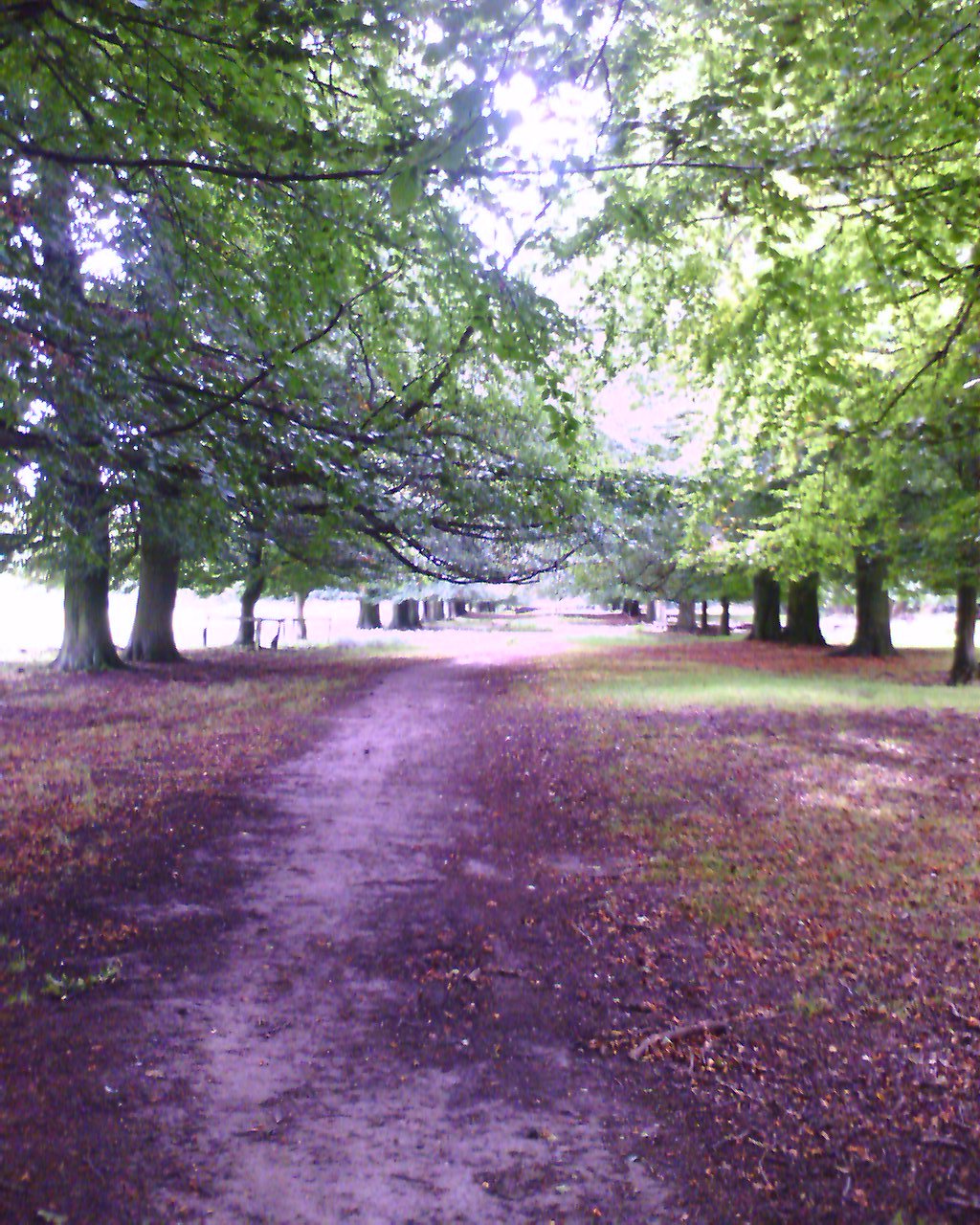 Tatton Park Trees